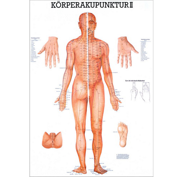 Anatomische Lehrtafel "Körperakupunktur II"